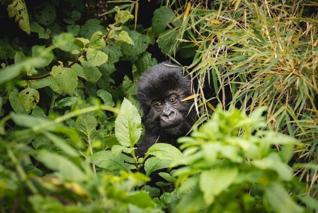 4 DAYS GORILLA TREK KING IN RWANDA- 2025