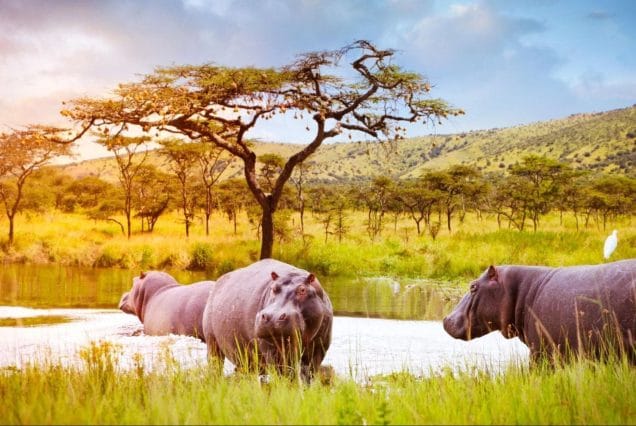 5 DAYS GORILLAS & GOLDEN MONKEYS IN RWANDA  -KIGALI SERENA & BISHOPS HOUSE2025