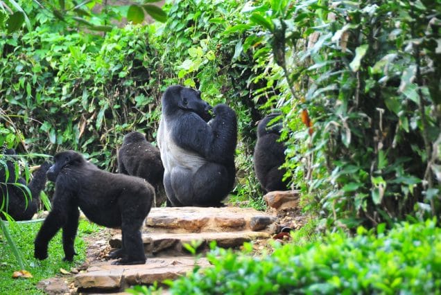 6 DAYS RWANDA -UGANDA, X2  TIMES GORILLA TREK- 2025