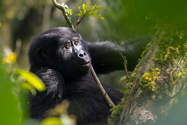 4 DAYS FLYING GORILLA TREKKING  SAFARI IN UGANDA-2025