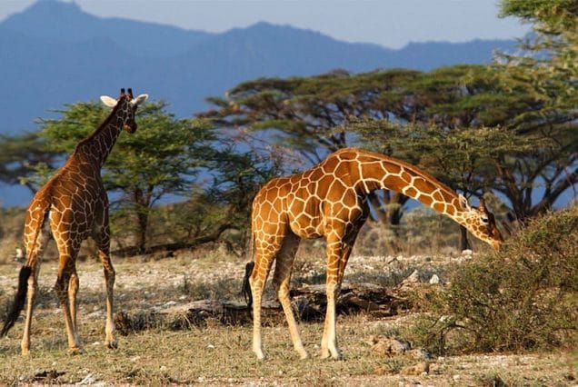 6 DAYS WILDLIFE QUEEN ELIZABETH & GORILLA TREKKING SAFARI-2025